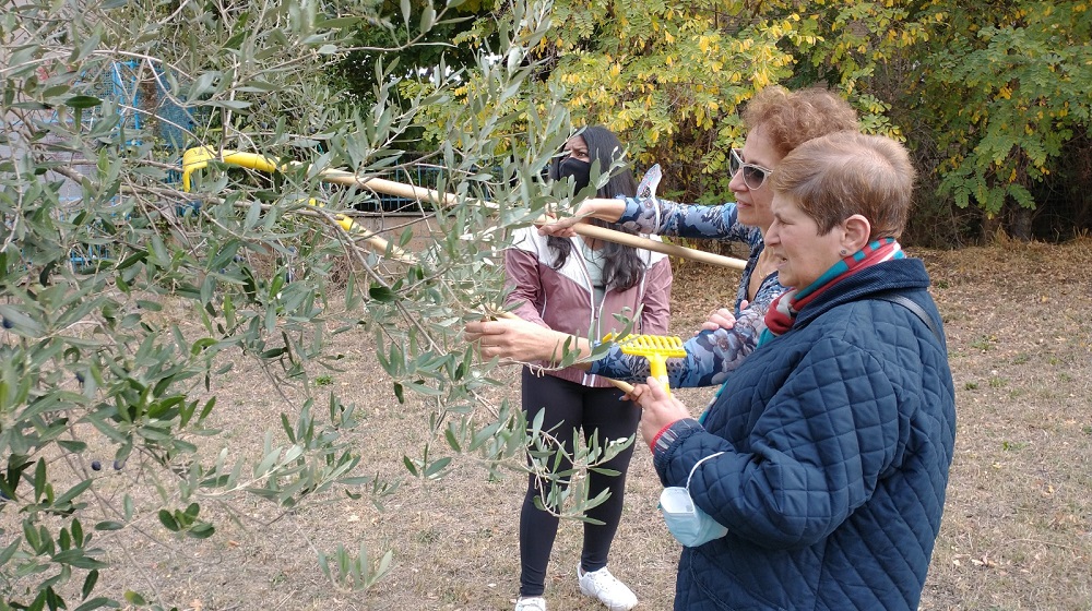 Faith and Light community join students in olive harvest on campus